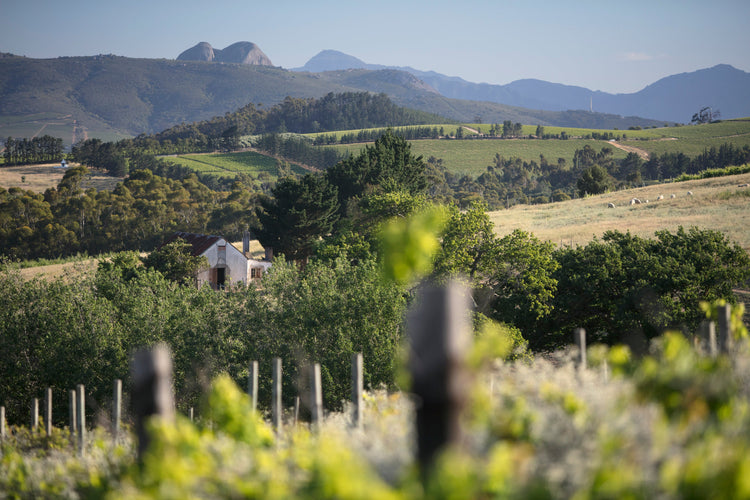 Blick auf sanfte Hügel, Weinreben im Vordergrund, ein kleines weißes Farmhaus dazwischen