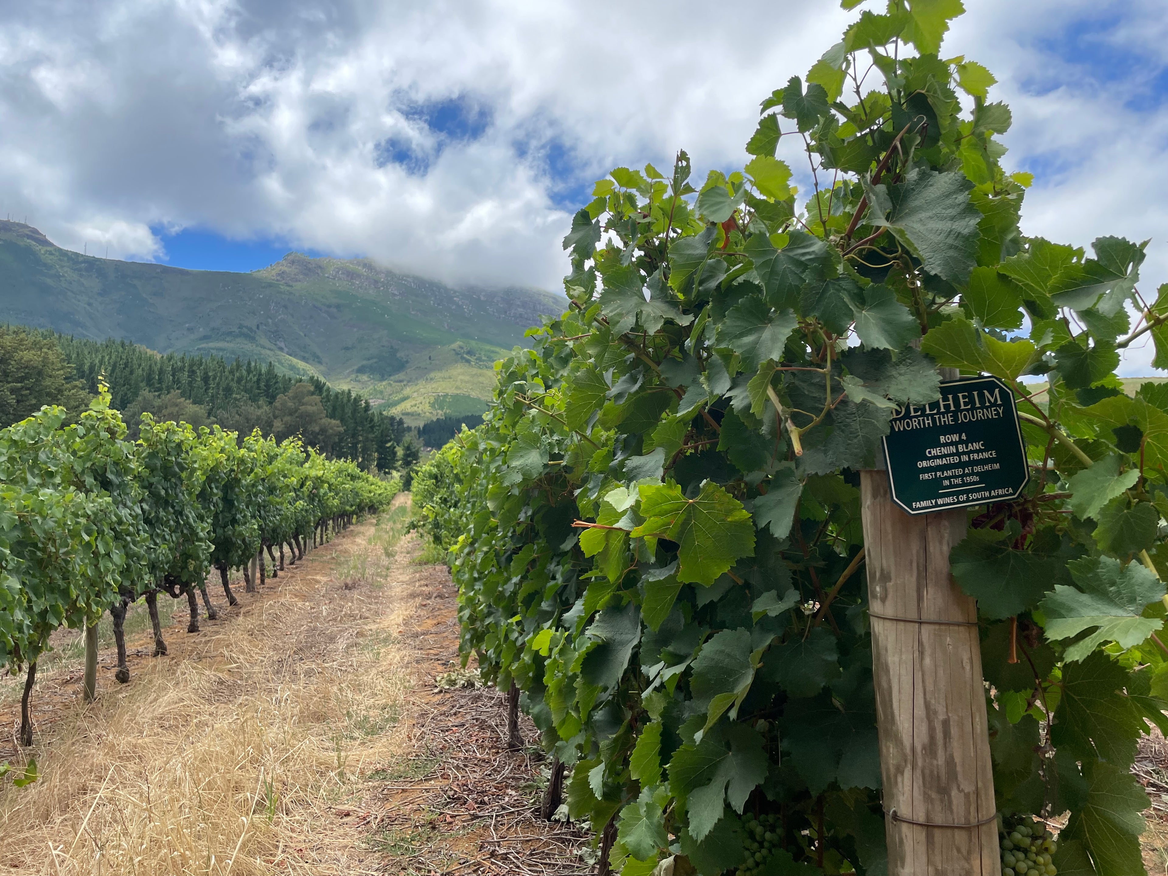Inmitten von saftig-grünen Weinbergen am Simonsberg in Stellenbosch