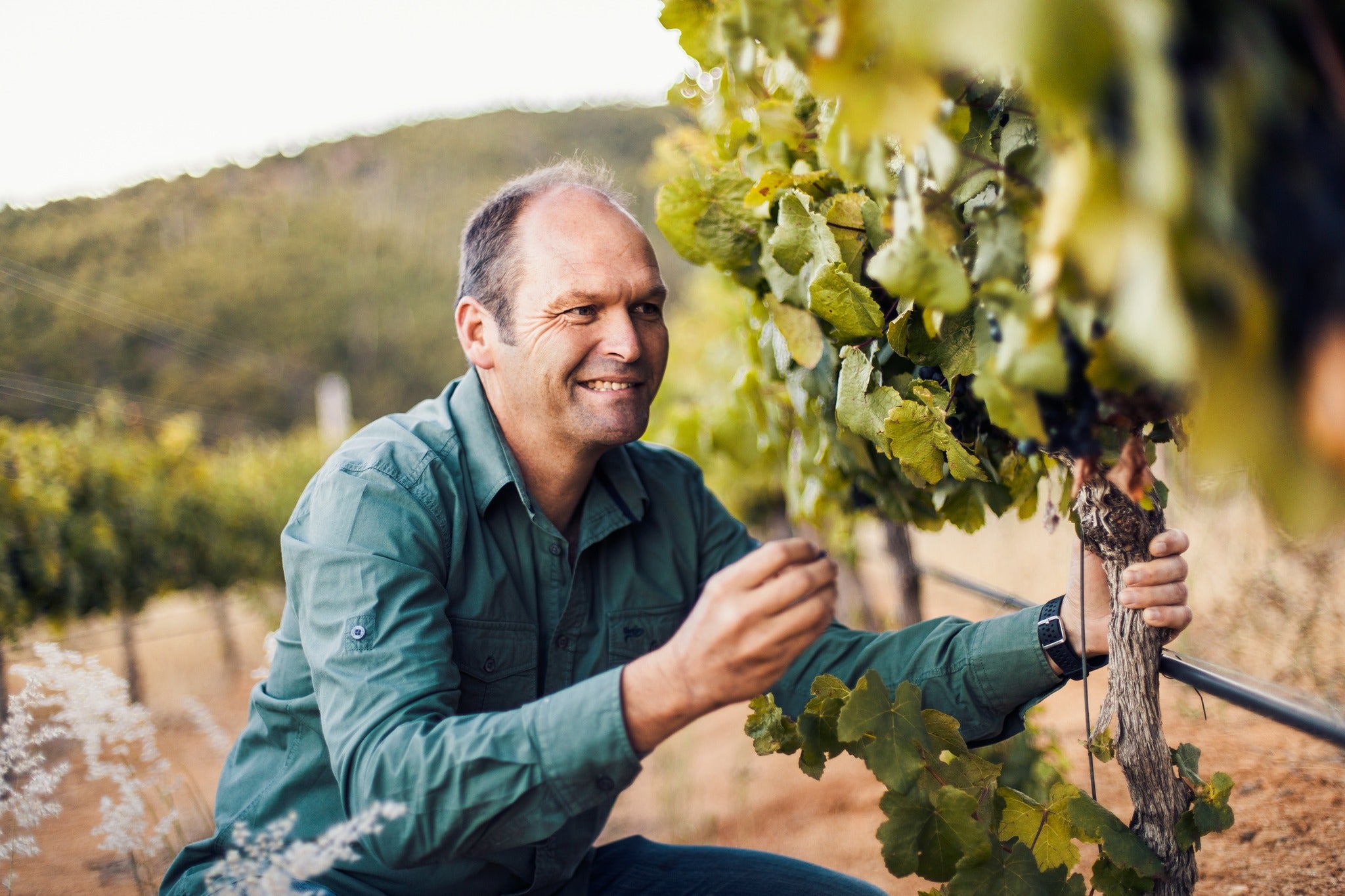 Winzer Wynard prüft einen Weinstock im Weinberg