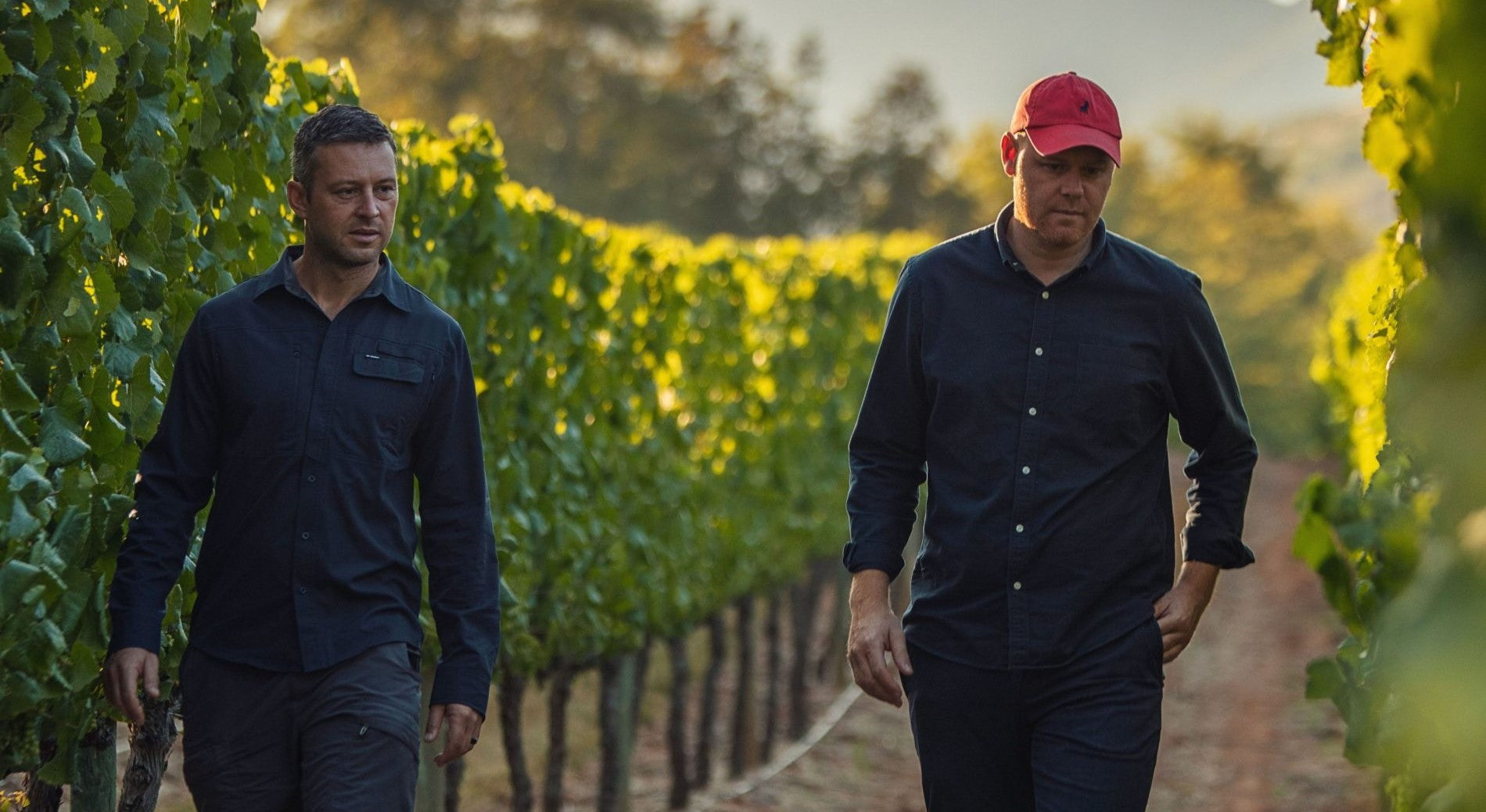 Die Winzer von Delaire Graff laufen durch die Weinreben