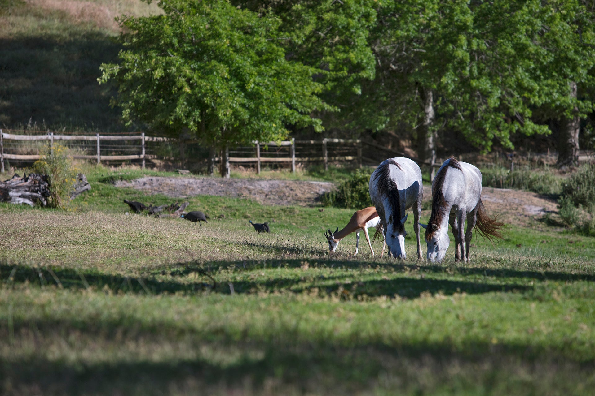 Ein seltener Anblick: Zwei Pferde und ein Springbok als kleine Tierfamilie vom Weingut Lievland