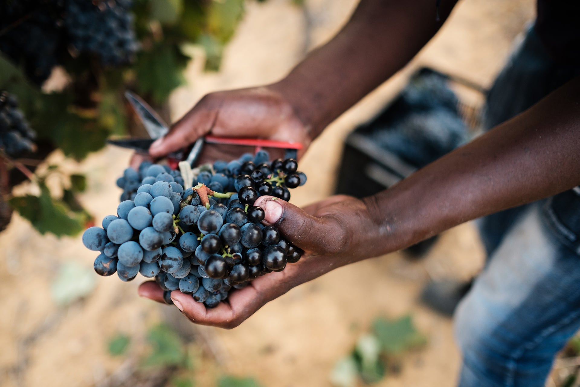 Blick auf frische blaue Weintrauben in den Weinbergen Südafrikas