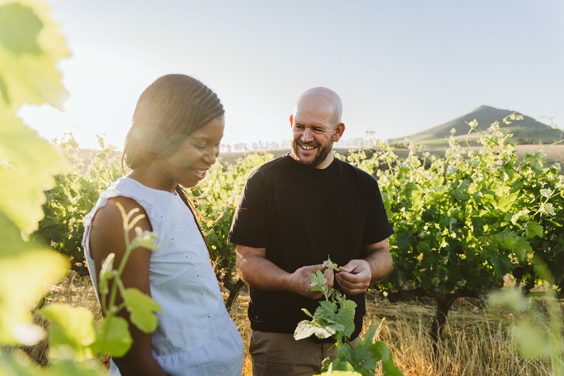 Das Winzerteam von Lievland prüft die Qualität der Weinreben